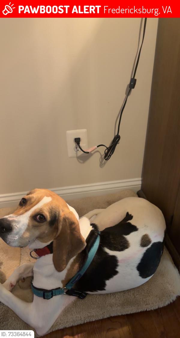 Lost Female Dog last seen Landsdowne road, Fredericksburg, VA 22401