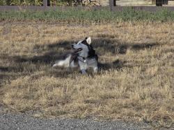 Lost Male Dog last seen 108th Dr and Fox run, Northglenn, CO 80233