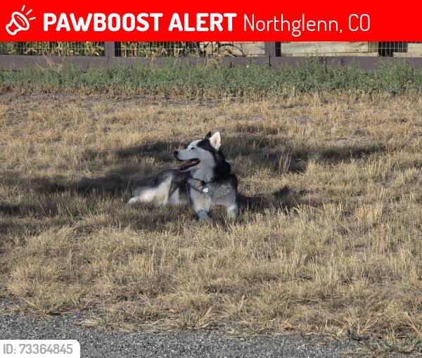 Lost Male Dog last seen 108th Dr and Fox run, Northglenn, CO 80233
