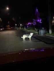 Found/Stray Unknown Dog last seen Welton, archwood, Arlington, Akron, OH 44306