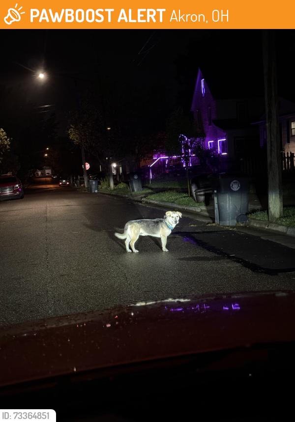 Found/Stray Unknown Dog last seen Welton, archwood, Arlington, Akron, OH 44306