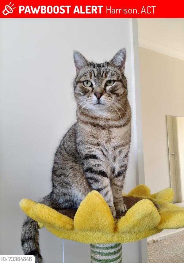 Lost Male Cat last seen Moonlight Avenue Harrison, ACT, Harrison, ACT 2914