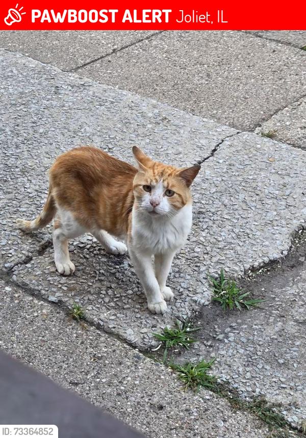 Lost Male Cat last seen Not sure, Joliet, IL 60432
