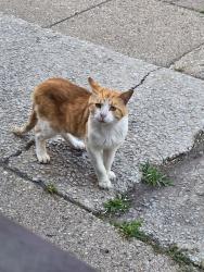 Lost Male Cat last seen Not sure, Joliet, IL 60432