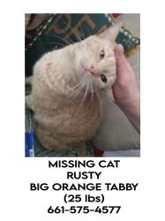 Lost Male Cat last seen 15th W and H, Lancaster, CA 93534