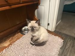 Lost Male Cat last seen Clarke East Bayshore Simease and Chocalate Point, East Palo Alto, CA 94303