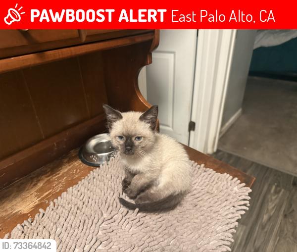 Lost Male Cat last seen Clarke East Bayshore Simease and Chocalate Point, East Palo Alto, CA 94303