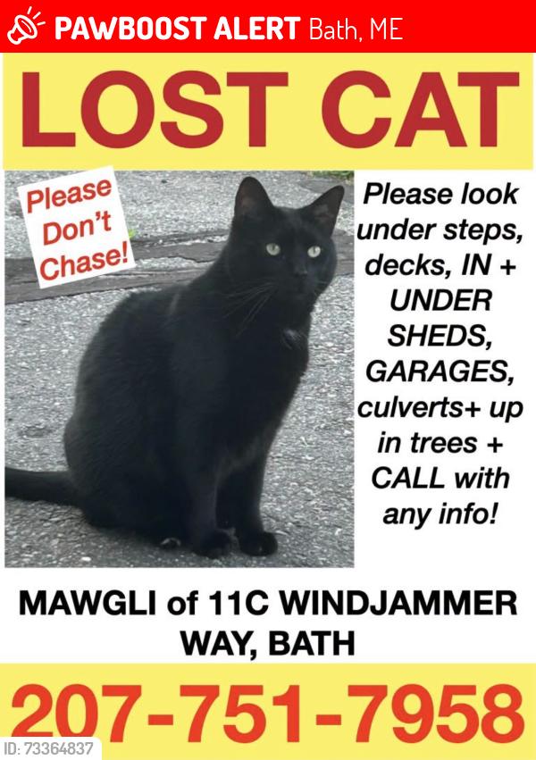 Lost Male Cat last seen North Street,Maple Grove Cemetery, Bath, ME 04530