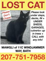 Lost Male Cat last seen North Street,Maple Grove Cemetery, Bath, ME 04530