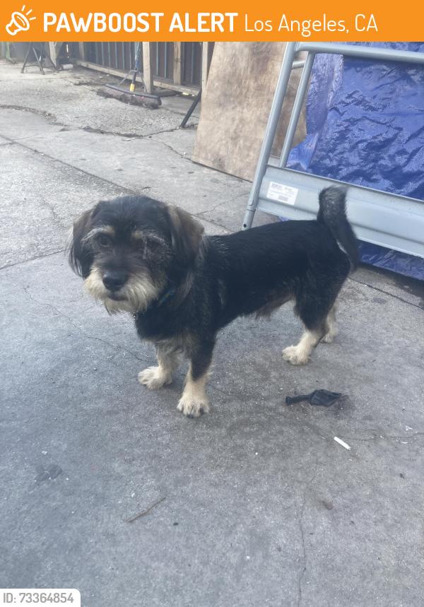 Found/Stray Male Dog last seen Slauson and Hooper Ave, Los Angeles, CA 90011