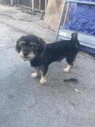 Found/Stray Male Dog last seen Slauson and Hooper Ave, Los Angeles, CA 90011