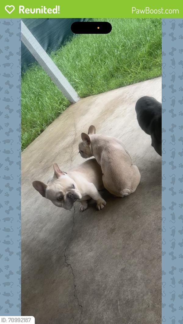 Reunited Male Dog last seen Windmill dr, Killeen, TX 76549