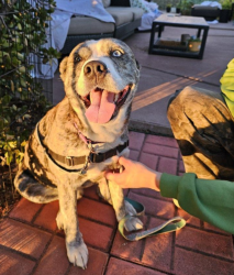 Shelter Stray Male Dog last seen Near W 7th, Escondido, CA, 92025, Escondido, CA 92027, USA