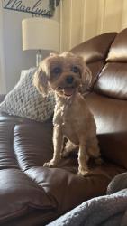 Reunited Female Dog last seen Walnut Grove, Memphis, TN 38018