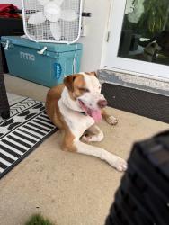 Found/Stray Male Dog last seen Near and 146th, Homestead, FL 33031