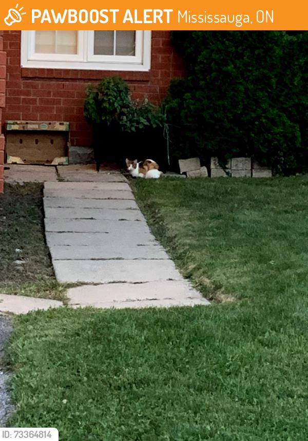 Found/Stray Unknown Cat last seen Nutcracker drive and Bobwhite Mews, Mississauga, ON 