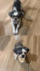 Reunited Female Dog last seen Doral pointe, Osceola County, FL 34758