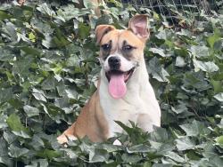 Reunited Female Dog last seen Mayfair neighborhood, off Brumbelow Rd., near Newtown Park, Alpharetta, GA 30022