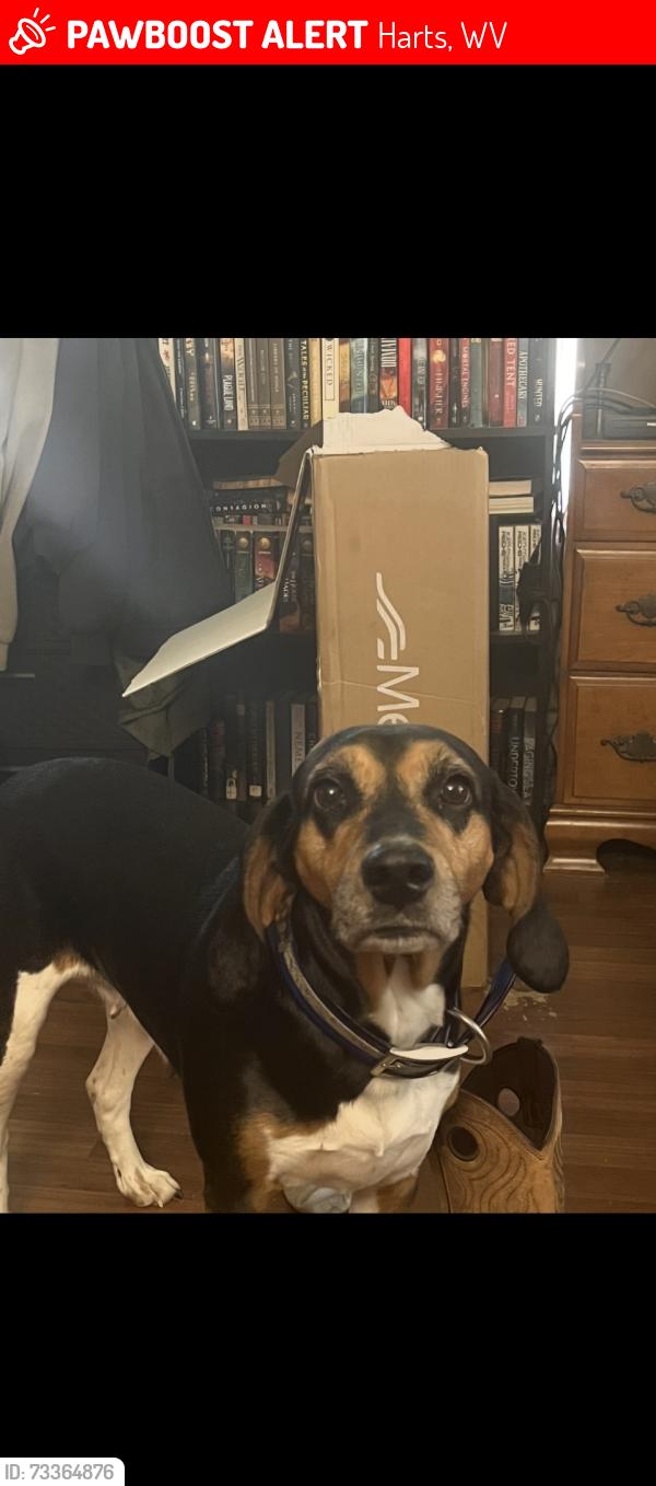 Lost Female Dog last seen Francis creek, Harts, WV 25524