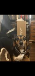 Lost Female Dog last seen Francis creek, Harts, WV 25524