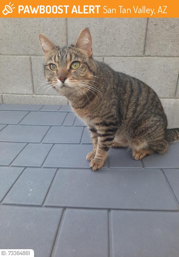 Found/Stray Unknown Cat last seen Gary Rd and Hunt Hwy, San Tan Valley, AZ 85144