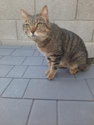 Found/Stray Unknown Cat last seen Gary Rd and Hunt Hwy, San Tan Valley, AZ 85144