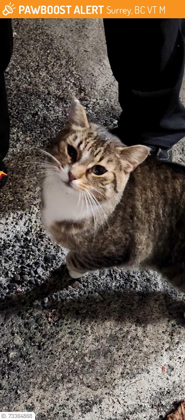 Found/Stray Unknown Cat last seen Near and 128 in Surrey, Surrey, BC V3T 2M7