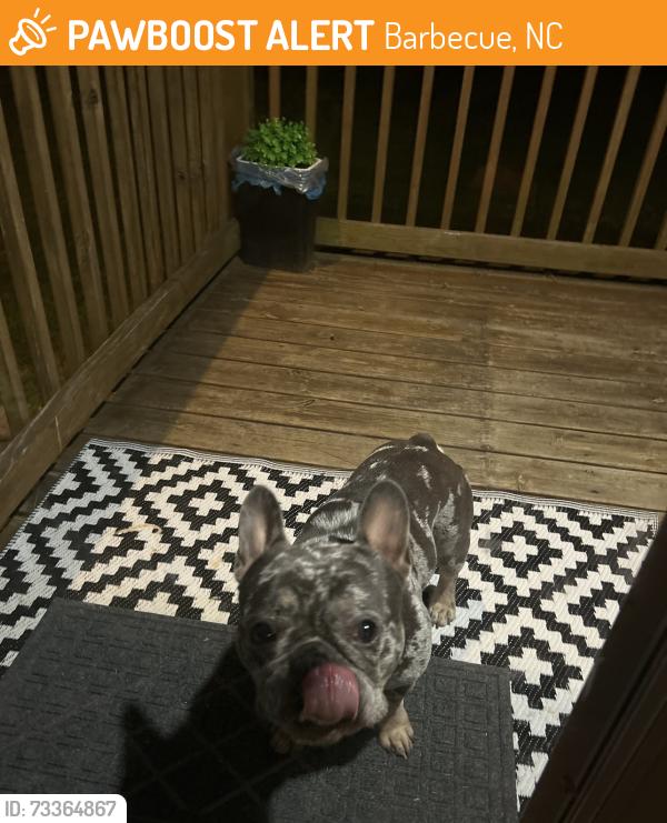 Found/Stray Male Dog last seen Food Lion, Barbecue, NC 27332
