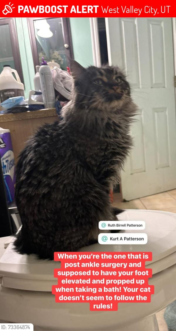 Lost Male Cat last seen Mountainveiw corridor, West Valley City, UT 84128