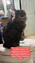 Lost Male Cat last seen Mountainveiw corridor, West Valley City, UT 84128