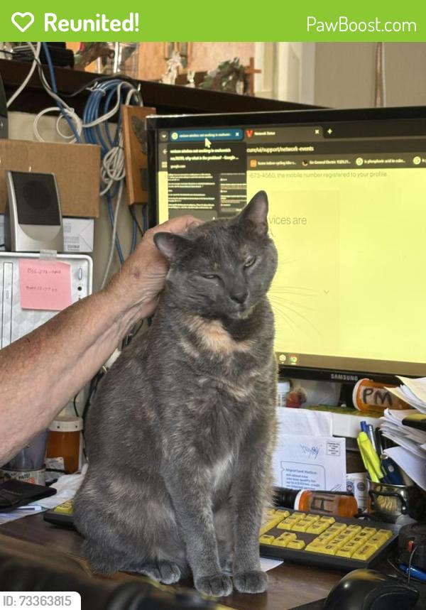 Reunited Female Cat last seen two blocks away from paramount elementary school, Azusa, CA 91702