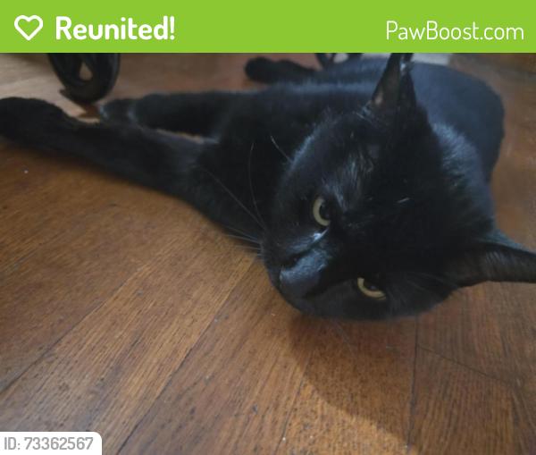 Reunited Male Cat last seen Jefferson and Partello, El Paso, TX 79930