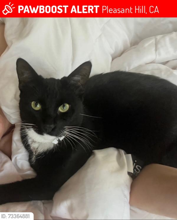 Lost Female Cat last seen Chilpancingo, Pleasant Hill, CA 94523