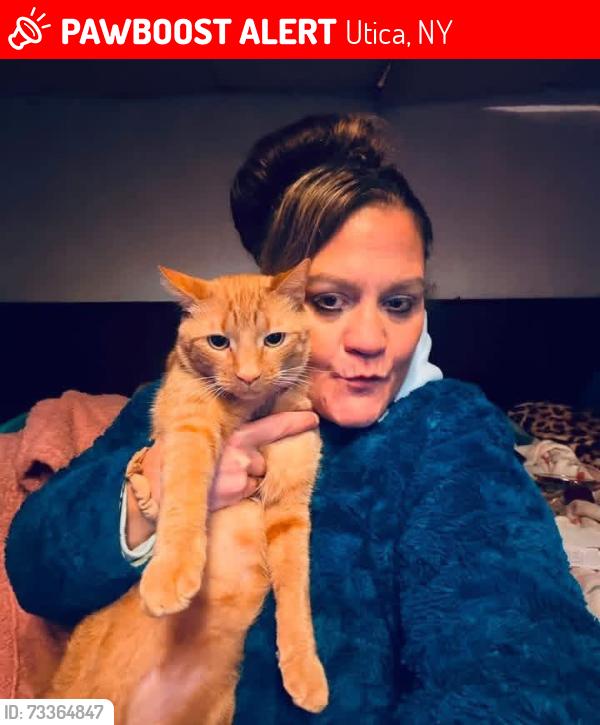 Lost Male Cat last seen Walker rd, Utica, NY 13502