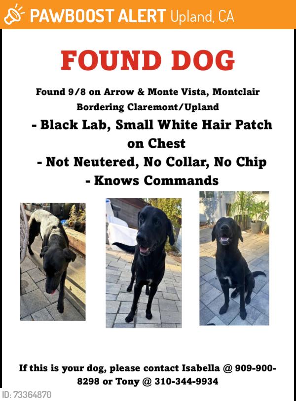 Found/Stray Male Dog last seen College Park Shopping Center, Upland, CA 91786