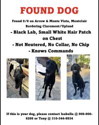 Found/Stray Male Dog last seen College Park Shopping Center, Upland, CA 91786