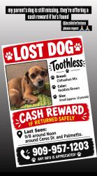 Lost Male Dog last seen Ceres Dr and palmetto, Fontana, CA 92335