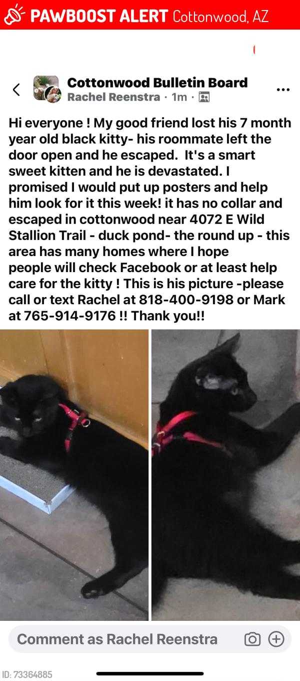 Lost Male Cat last seen Duck pond, Cottonwood, AZ 86326