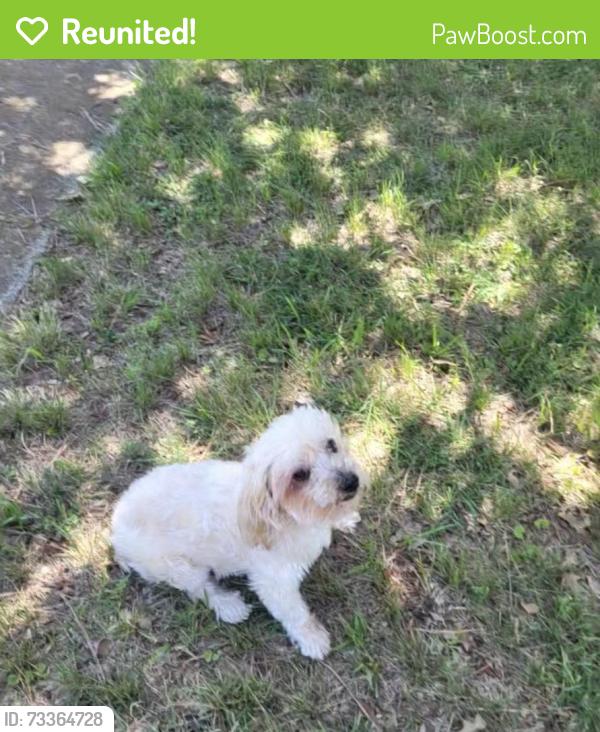 Reunited Male Dog last seen Near the lake Dallas high school, Corinth, TX 76210