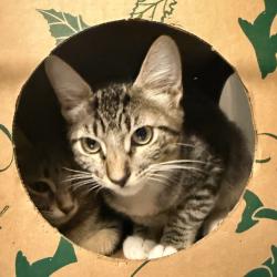 Shelter Stray Female Cat last seen , 4575 E Mesquite Ave, Palm Springs, CA 92264, USA