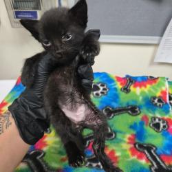 Shelter Stray Unknown Cat last seen , 361 S Raymond Ave, Pasadena, CA 91105, USA