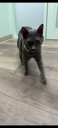 Found/Stray Female Cat last seen Knott and Orange, Anaheim, CA 92804
