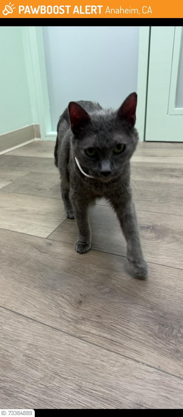 Found/Stray Female Cat last seen Knott and Orange, Anaheim, CA 92804