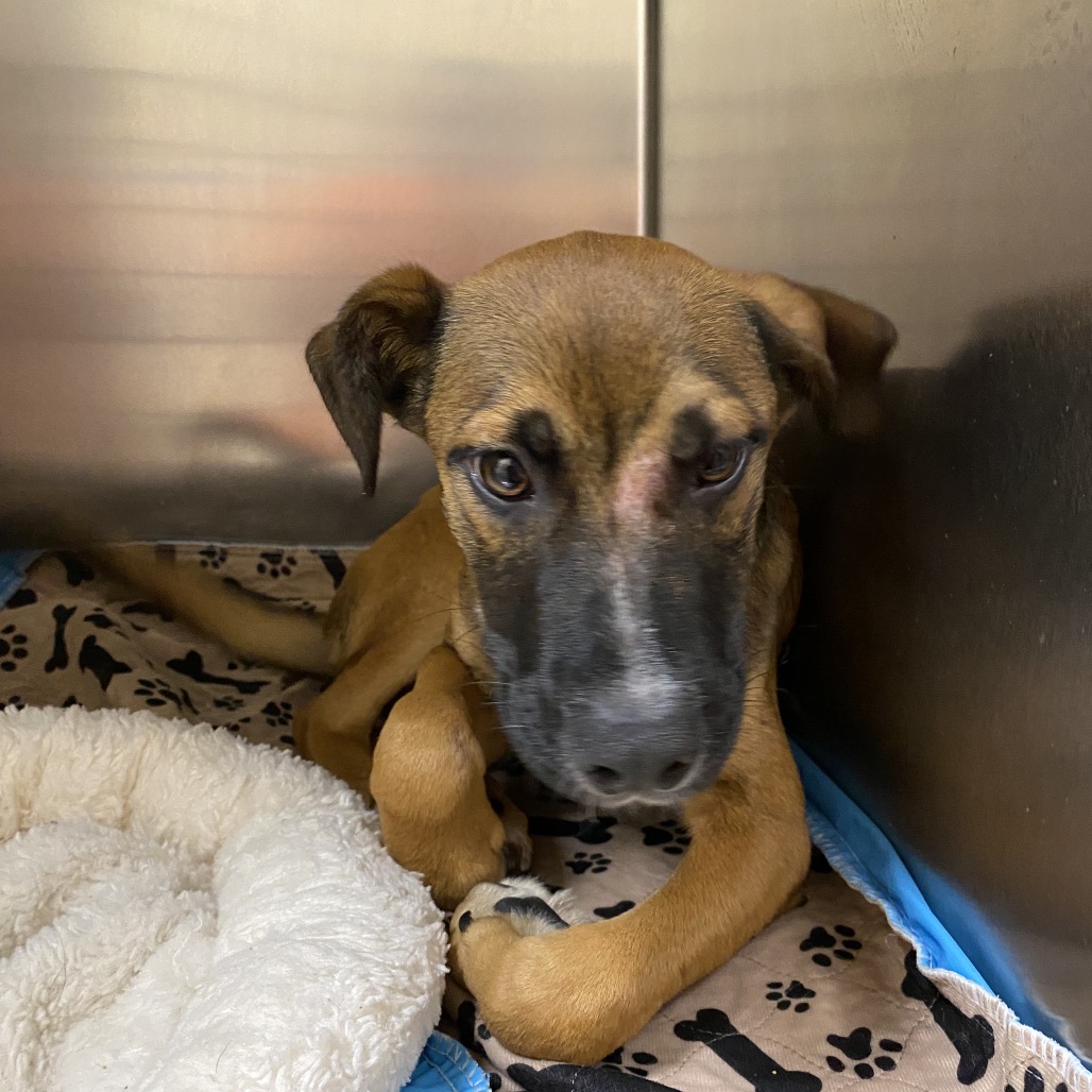 Shelter Stray Male Dog last seen , 6621 Westminster Ave, Garden Grove, CA 92844, USA