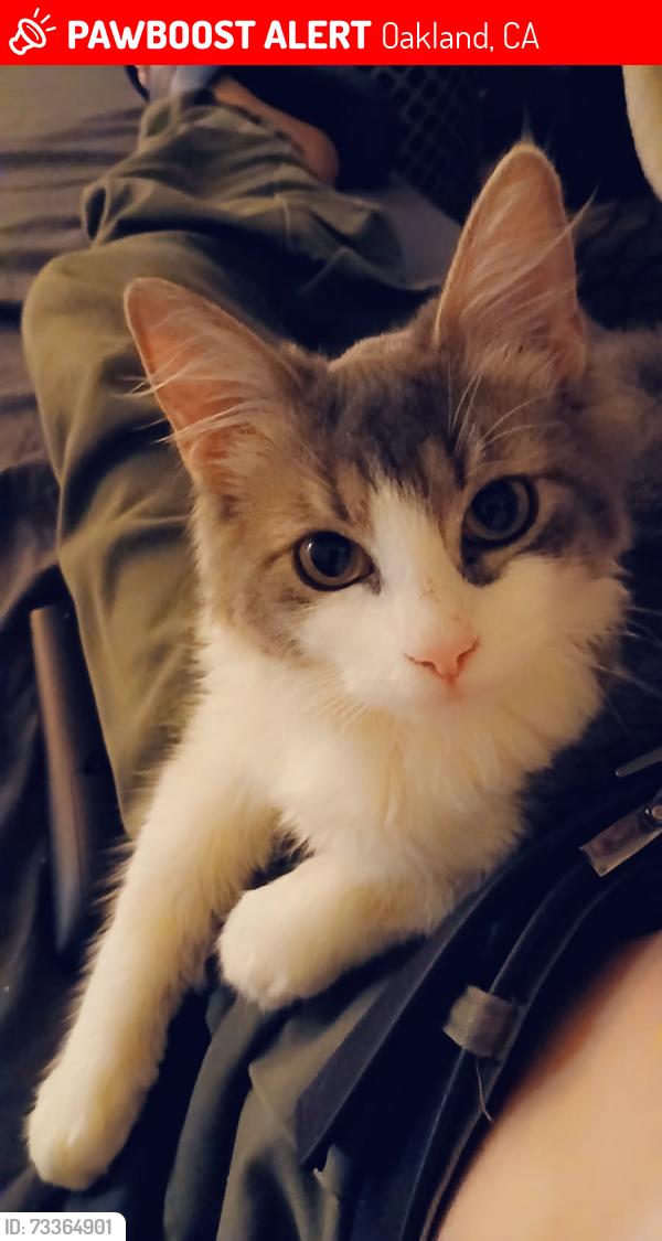 Lost Female Cat last seen Peidmont, Oakland, CA 94610