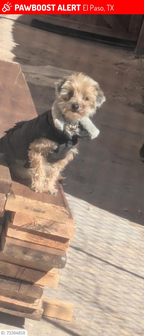 Lost Female Dog last seen Campbell St and Cliff, El Paso, TX 79902