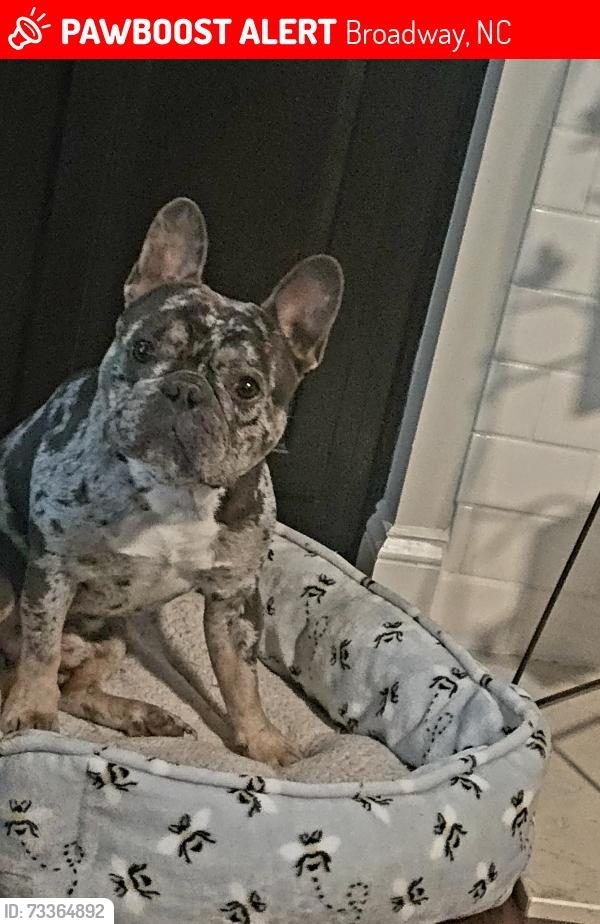 Lost Male Dog last seen Tingen place, Broadway, Broadway, NC 27505