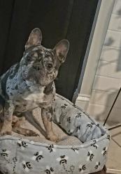 Lost Male Dog last seen Tingen place, Broadway, Broadway, NC 27505