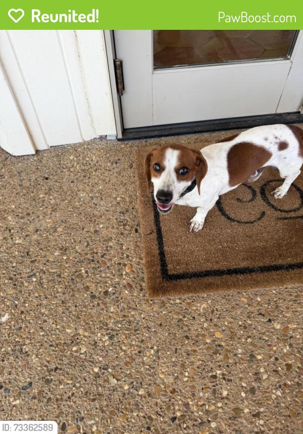 Reunited Male Dog last seen found in the woods, Flint, TX 75762