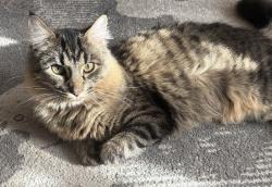 Lost Male Cat last seen Pearl st. at Friendship Ave., Pittsburgh, PA 15224